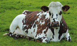 vache et l'élevage bovin pour le lait
