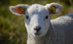 Jeune agneau et l'élevage ovin et caprin