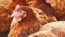 L'élevage de volailles et la production d’œufs de poules 