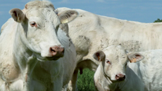 vaches normandes pour la viande, génétique et reproduction